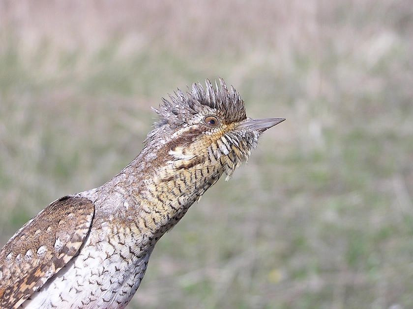 Eurasian Wryneck, Sundre 20050512